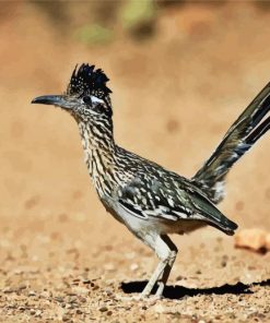 Road Runner Bird In Desert paint by numbers