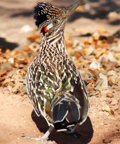 Road Runner paint by numbers