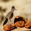 Cute Roadrunner Bird paint by numbers