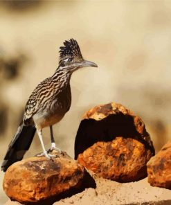 Cute Roadrunner Bird paint by numbers