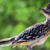 Road Runner Bird paint by numbers