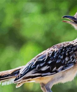 Road Runner Bird paint by numbers