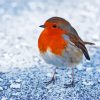 Robin Bird Animal paint by numbers