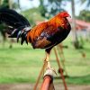 Rooster Bird paint by numbers