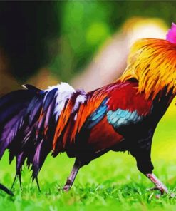 Rooster Bird In Grass paint by numbers