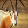 Saharian Oryx Animal paint by numbers