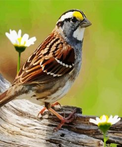 Sparrow Bird And Flowers paint by number