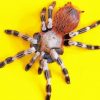 Tarantula Spider paint by numbers