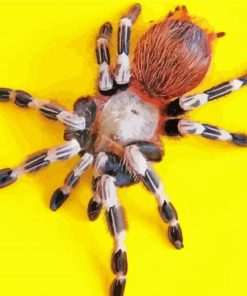 Tarantula Spider paint by numbers