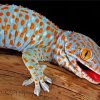 Tokay Gecko paint by number