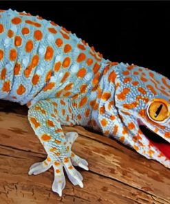 Tokay Gecko paint by number