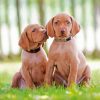 Vizsla Puppies Dogs Paint by numbers