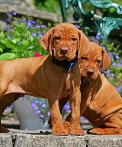 Cute Vizsla Puppies paint by numbers