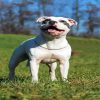 White Staffordshire Bull Terrier paint by number