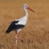 White Stork Bird paint by number