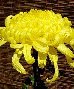 Yellow Chrysanthemum paint by numbers