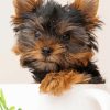 Animal Yorkie Puppy paint by numbers