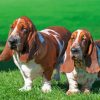 Adorable Basset Hounds paint by numbers