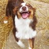 Adorable Australian Shepherd Dog paint by numbers