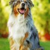 Australian Shepherd Dog paint by numbers