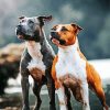 American Staffordshire Terrier dogs paint by number