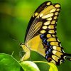 Anise Swallowtail Butterfly paint by number