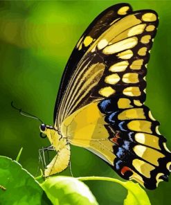 Anise Swallowtail Butterfly paint by number