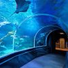 Aquarium Sea Life In Berlin paint by numbers