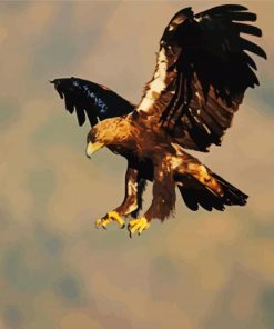 Aquila Eagle Bird paint by number