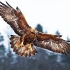 Aquila Eagle paint by number