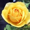 Beautiful Yellow Floribunda paint by numbers