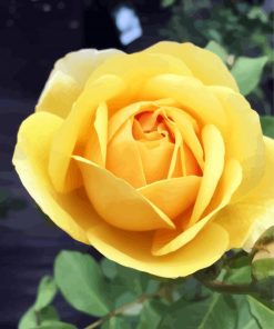 Beautiful Yellow Floribunda paint by numbers