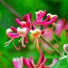 Beautiful Pink Honeysuckle paint by numbers