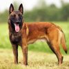 Belgian Shepherd Dog paint by numbers