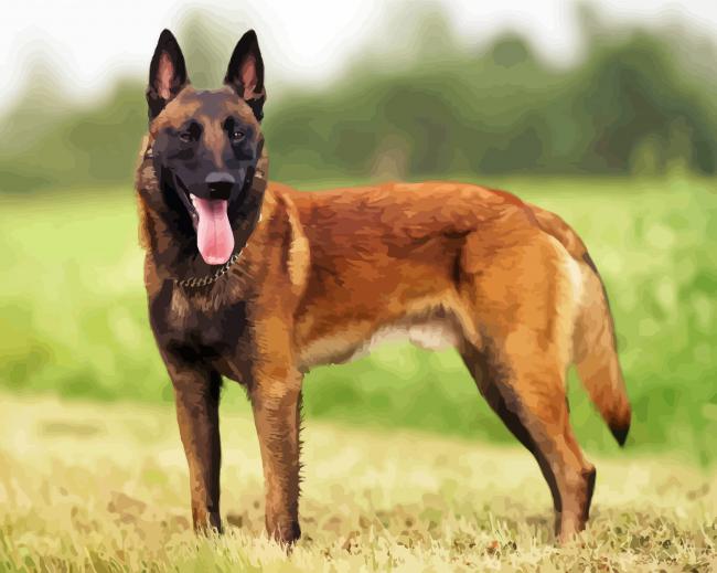 Belgian Shepherd Dog paint by numbers