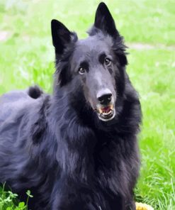 Belgian Shepherd Dog Animal paint by numbers