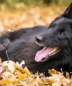 Belgian Shepherd Enjoying The Autumn paint by numbers
