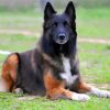 Belgian Shepherd Puppy paint by numbers