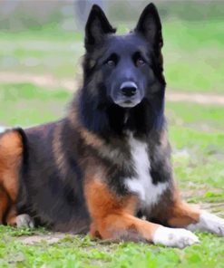 Belgian Shepherd Puppy paint by numbers