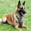 Belgian Shepherd paint by numbers