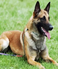 Belgian Shepherd paint by numbers