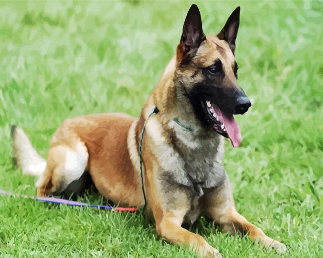 Belgian Shepherd paint by numbers