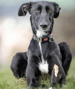Black Lurcher Dog paint by numbers