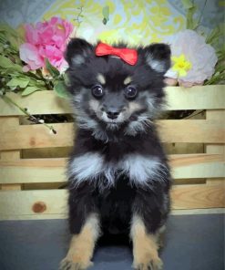 Black Maltipom Puppy paint by numbers