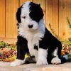 Black And White Sheepadoodle Dog paint by number