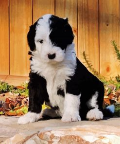 Black And White Sheepadoodle Dog paint by number