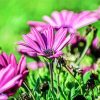 Blommor Fina paint by number