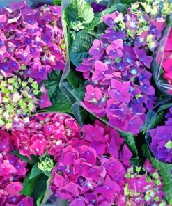 Blommor Hortensia paint by number