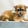 Blonde Maltipom Puppy paint by numbers