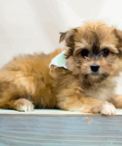 Blonde Maltipom Puppy paint by numbers